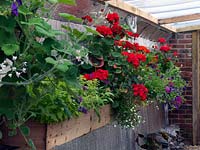 Covered side passage, with window boxes planted with pelargoniums, petunias and lobelia.