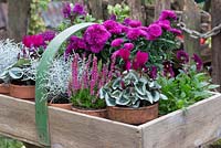 Tray of hardy winter plants in pots including cyclamen, violas, aster, calluna, Calocephalus brownii. 