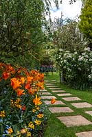 Spring border of Tulipa 'Ballerina' and 'Lily Fire' beside a stepping stone path in the lawn. 