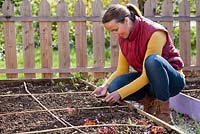 Woman sowing seeds of swiss chard in a raised bed. Canes mark areas for sowing.