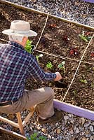 Aerial view of man planting out young celery plants into raised bed divided into squares with canes.