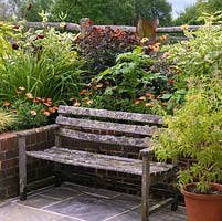 Lichen clad bench enclosed by raised bed of ostelspermum, dogwood, dahlia, shoo-fly plant and canna.