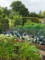 Vegetable garden potager with white allium, chard, cabbages under protective netting, leeks and brussel sprouts.