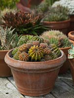 Cacti and succulents in containers grouped together.