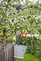 Bucket of planted spring flowering bulbs - tulips and muscari hanging on a fence.