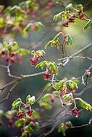 Acer japonicum 'Aconitifolium' in spring.