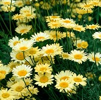 Anthemis tinctoria 'E C Buxton', a perennial bearing masses of daisy-like, yellow flowers in summer. Long-lasting.