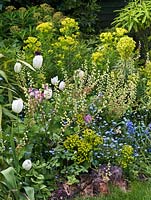 Spring planting combination of white tulipa 'Maureen', euphorbia, forget-me-not and Tellima grandiflora