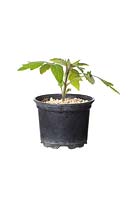 Solanum lycopersicum - Tomato - young plant in plastic pot