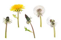 Taraxacum - Common Dandelion - five stages from flower to seedhead clock