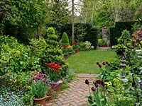 Long, thin 50m x 9m town garden. Path edged in daffodil, box, forget-me-not, comfrey, skimmia. Pots of tulips - Arabian Mystery, Abu Hassan, Prinses Irene, Negrita, Black Jewel.