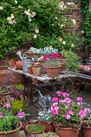 A container garden and collection of Victoriana in the corner of the walled garden. Plants in pots include viola, pelargonium, dianthus, thymus and succulent Sedum. With Rosa 'Gold Finch'. 