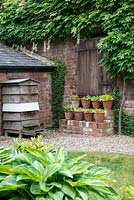 A sheltered corner with a gallery of Primula auricula on brick steps with a beehive and a white wisteria on the wall behind.