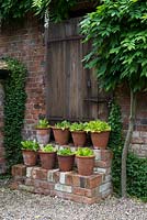 A gallery of spring flowering Primula auricula in terracotta pots on the brick steps in summer.