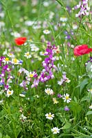 A wildflower meadow annual seed mix of predominantly daisies, poppies, clover, cow parsley, corn chamomile, cornflowers and in the centre, toadflax.