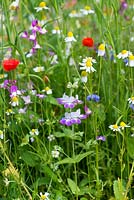 A small wildflower meadow of predominantly corn chamomile, field poppies, toadflax, clover, sheepsbit scabious, cow parsley and cornflower.