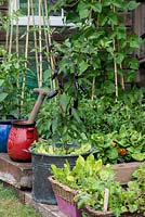 A small vegetable garden with containers growing Royal Black chilli peppers and cut and come again salad leaves.
