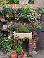 Ceramic sink on brick supports, filled with pots of pink gypsophila. Above, shelf with sweet peas and lobelia. On ground, fuchsia and pelargonium.