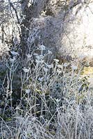 Heracleum sphondylium. Frosty winter laneside with seedheads of Hogweed