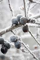 Prunus spinosa - Hoar frost on sloes. Blackthorn. 