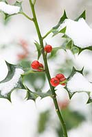 Ilex aquifolium - Holly berries in snow. 