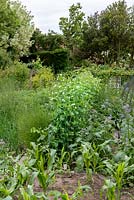 Bob Flowerdew's organic vegetable garden, divided into 40 beds in which he rotates crops. He has a card index of what's grown in each bed which goes back 30 years. Lines of peas, cabbage, sweet corn interspersed with self-seeding borage.