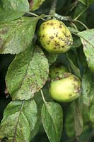Scab on Malus 'Dorset',apple -  August