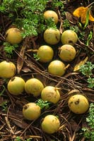 Walnuts of Juglans elaepygreen among fallen leaves. Cambridge botanic garden