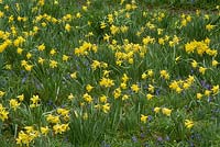 Narcissus pseudonarcissus naturalised with Chionodoxa luciliae, flowering in March at Cambridge botanic garden