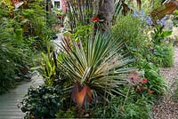 A town garden with tropical borders of foliage plants and perennials including Cordyline australis, Canna, Allium and Agapanthus.