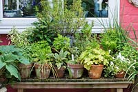 A potting bench with container herbs.