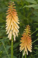 Kniphofia 'Toffee Nosed', close up of flowers in August