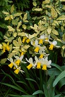 Narcissus 'Jack Snipe', cyclamineus group 6 flowering beside Eleagnus