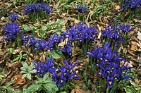 Iris reticulata 'Harmony' amongst fallen leaves in early Spring with Pachysandra terminalis 'Variegata'
