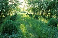 Wild garden with mown path through long grass between rows of topiary box, Rosa 'Cantabrigiensis' and birch trees. 