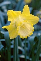 Narcissus 'Spellbinder', Trumpet group