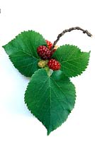 Morus nigra - Black mulberry sprig on white background