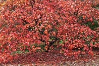 Acer palmatum - Japanese Maple, Westonbirt  Arboretum, UK