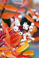 Sorbus - Mountain Ash - Rowan - White berries in Winter