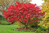 Acer palmatum 'Bloodgood' - RHS Wisley, UK