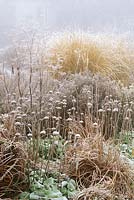Winter garden with frost. Phlomis russeliana, Artemisia abrotanum, Aster novi-belgii, Miscanthus sinensis 'Gracillimus' 
