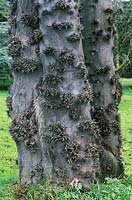Gleditsia sinensis bark with thorns