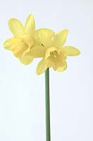 Narcissus 'Tete-a-Tete', on white background