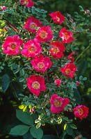 Rosa moyesii - pink species rose, June. David Austin Roses