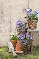 Wicker baskets planted with Anemone blanda accompanied with Galanthus