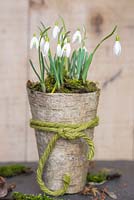 Galanthus underplanted with moss in a natural container of Birch bark
