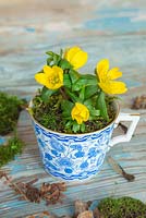 Eranthis underplanted with moss in a blue ceramic cup