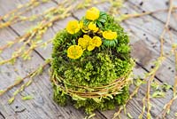 Eranthis planted within a bundle of moss, held together by branches of Willow