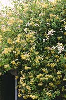 Lonicera etrusca superba with Rosa mulliganii AGM growing over summer house