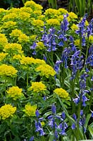Hyacinthoides hispanica with Euphorbia polychroma AGM, blue and yellow, April